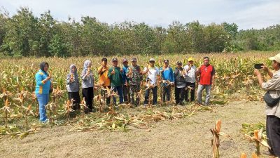 Panen Jagung Perdana, BUMDes Sayambongin Tunjukkan Keberhasilan Program Pertanian