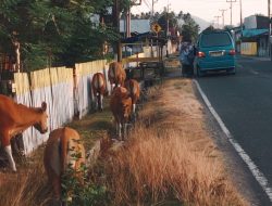 Perdes Tak Dihiraukan, Sapi Kuasai Pemukiman dan Jalur Trans Sulawesi