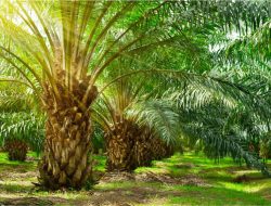 Dinilai Tidak Melibatkan Pemilik Lahan, Pemprov dan Satgas PKA Diminta Lakukan Monitoring Proses Verifikasi Di PT ANA
